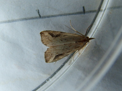 Pinion-streaked Snout